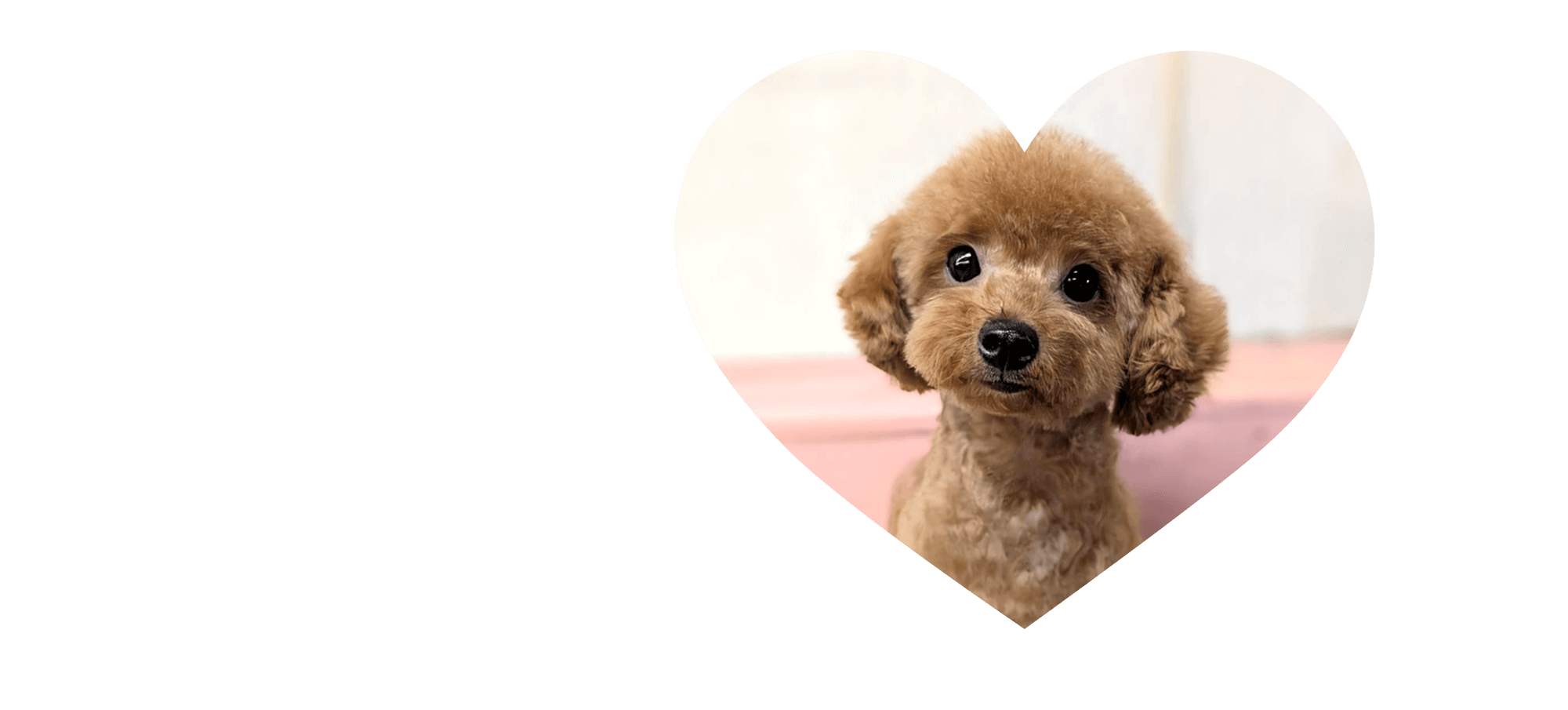 はじめての出会いから、ずっとそばに―― あなたに会える日を待っています。